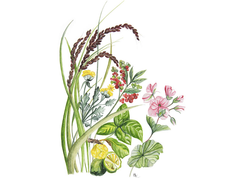 dott solari phitocomplex 25 Dott Solari Phitocomplex: Watercolor illustration of herbs, flowers, and grains for natural product lines.
